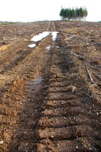 nova scotia biomass harvesting