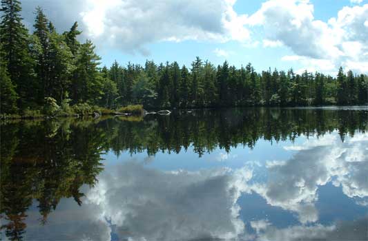 bog lakes forest nova scotia