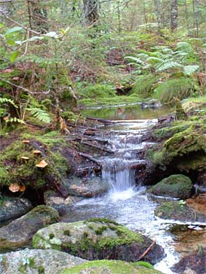 nova scotia forest brook