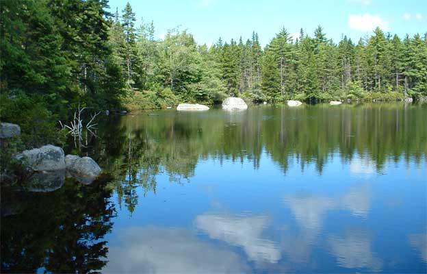 bog lakes forest nova scotia