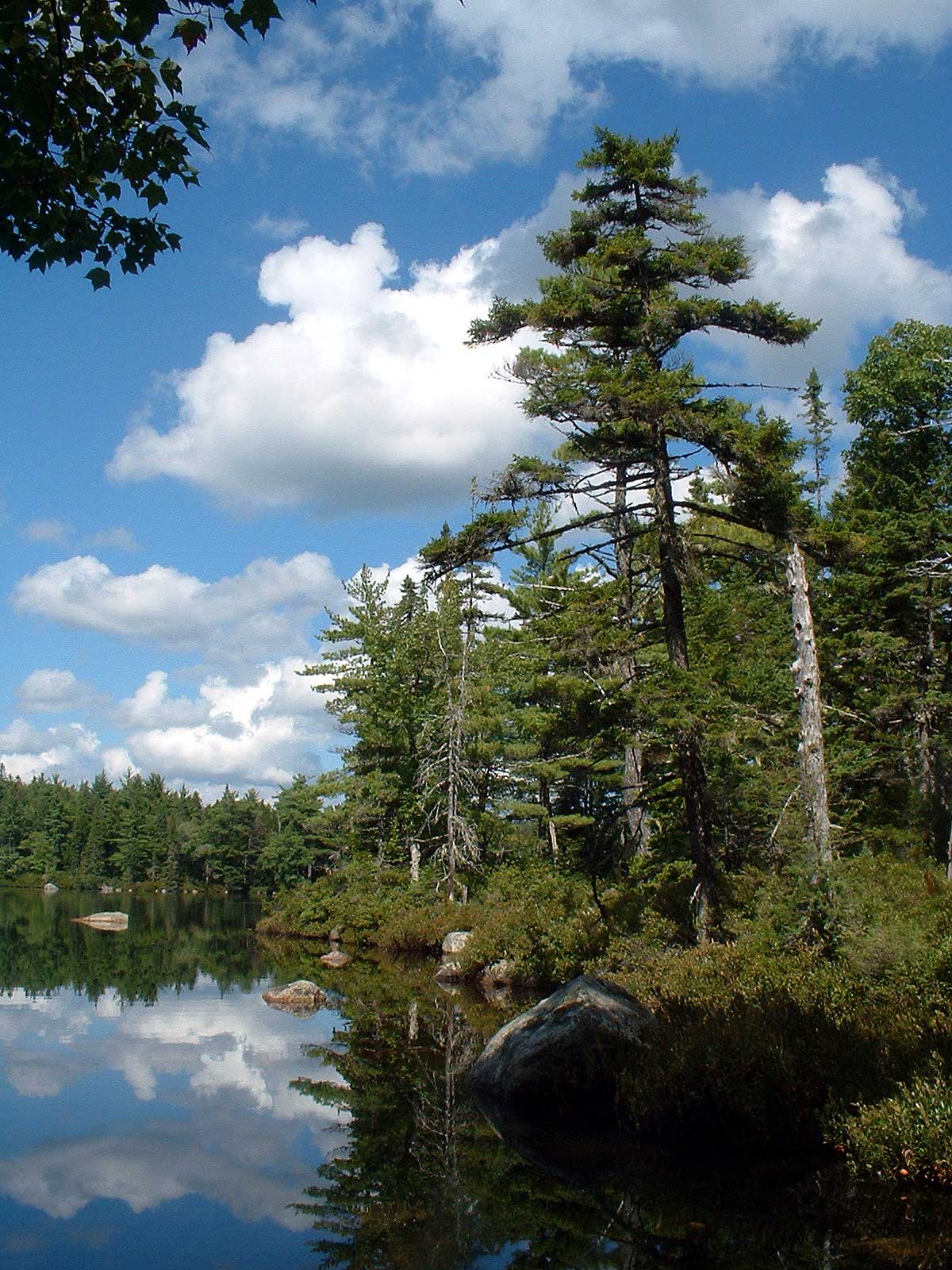 nova scotia forest bog lakes