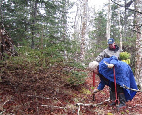 tree planting nova scotia