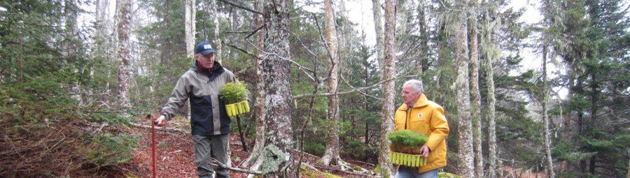 clay island tree planting