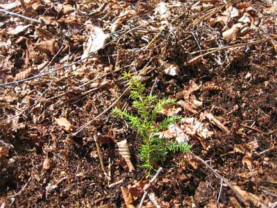 tree seedling planted