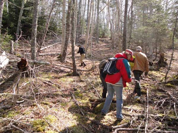 planting trees nova scotia