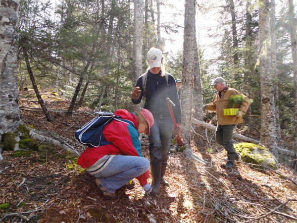 planting trees nova scotia