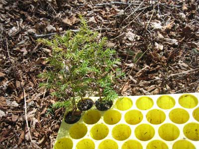 tree seedlings to plant