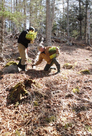 tree planting nova scotia