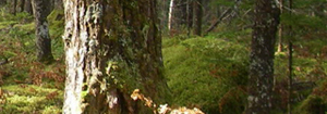 nova scotia forest