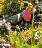 lady's slipper, nova scotia
