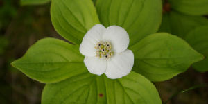 may flower, nova scotia