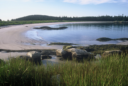 nova scotia dune grasses