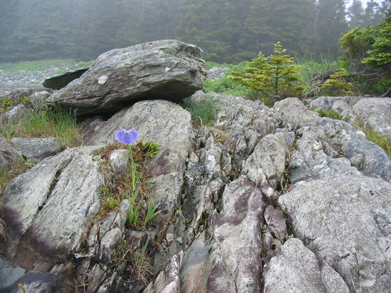 rockyshoreline nova scotia