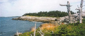 nova scotia bog