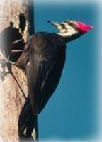 pileated woodpecker, nova scotia
