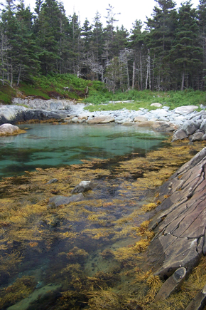 Shelter Cove Pools Photos by Nova Scotia Nature Trust