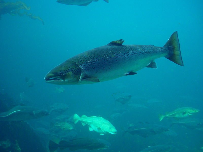 Atlantic Salmon Mersey Hatchery
