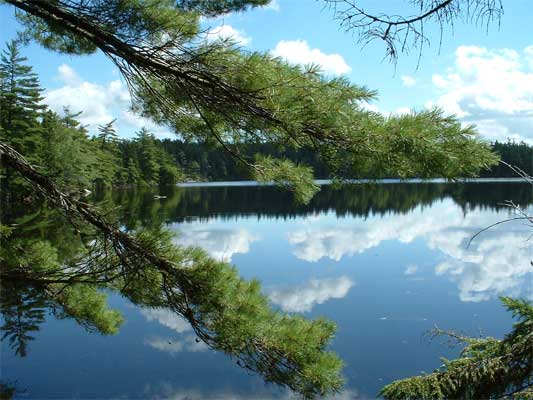 nova scotia forest bog lakes