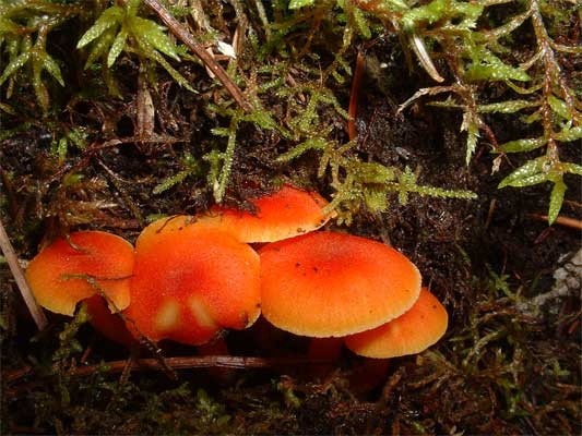 orange mushrooms nova scotia