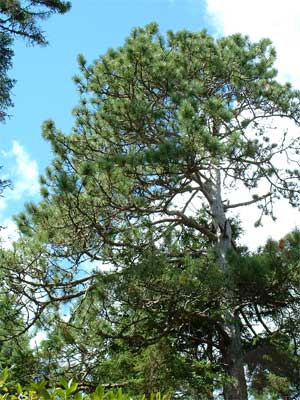 pine trees nova scotia