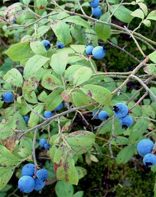 wild blueberries nova scotia